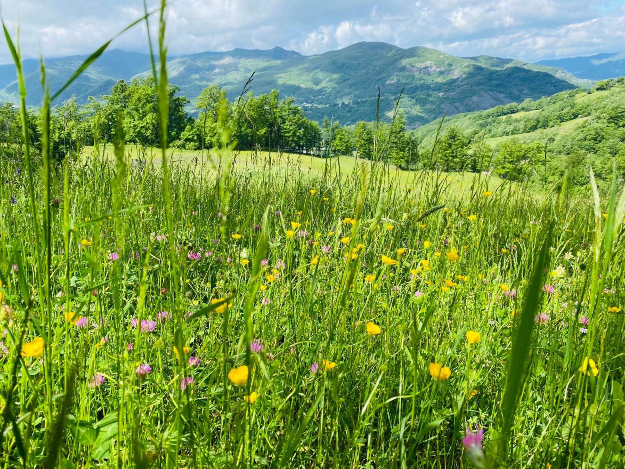 La Lupa E L'Orso Bed & Breakfast Berceto Eksteriør bilde