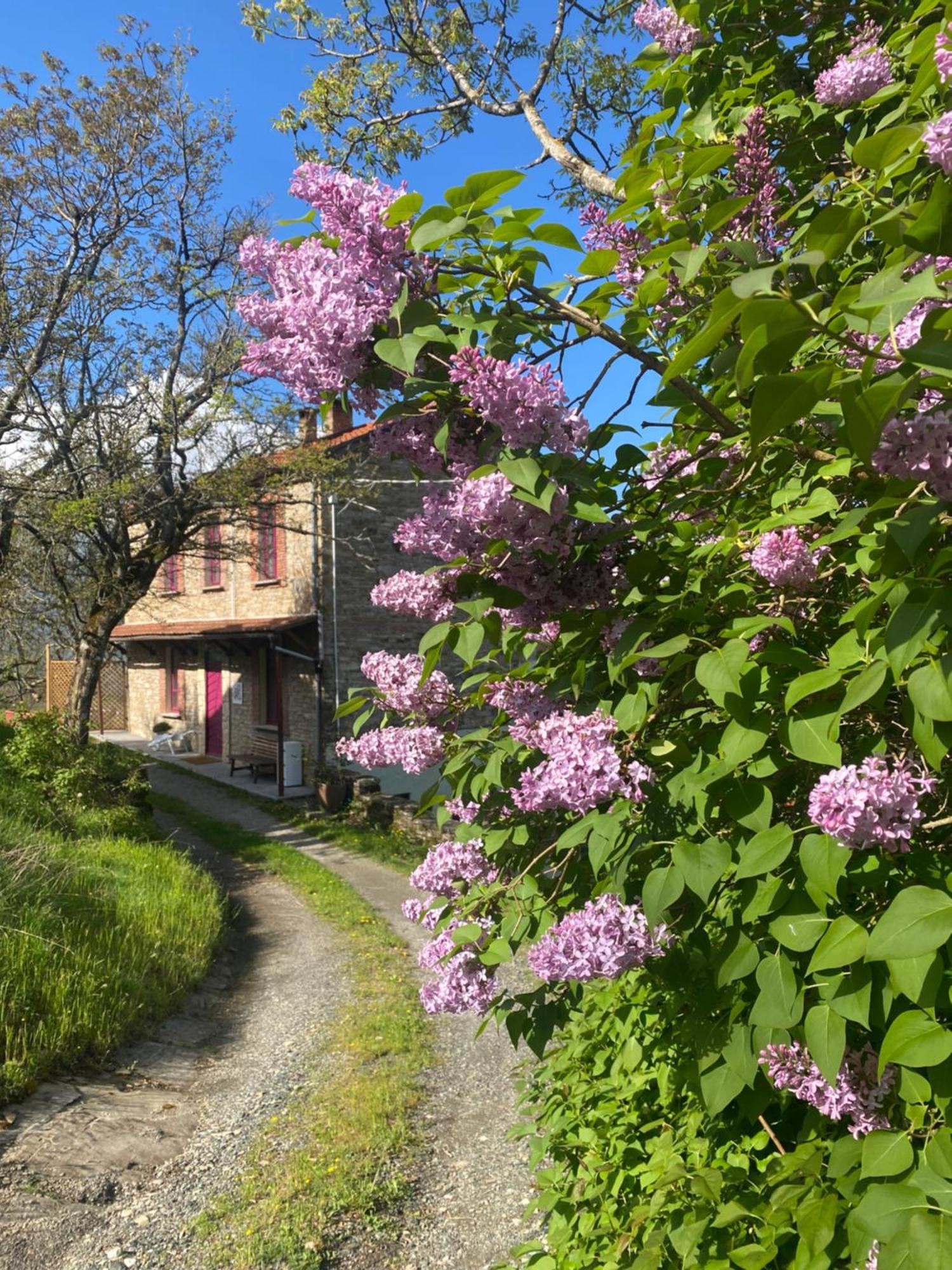 La Lupa E L'Orso Bed & Breakfast Berceto Eksteriør bilde